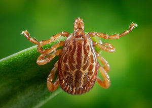 How to Identify These 10 Tick Species