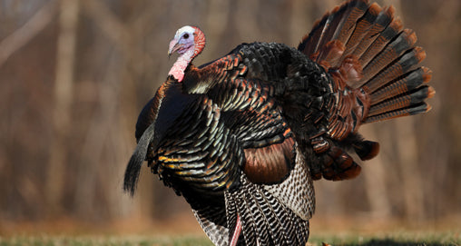 Fall Turkey Hunting Tips