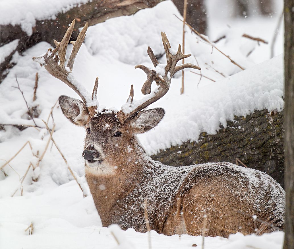 How to Find Deer in Winter Weather