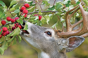 Tag Out Early This Fall: 3 Tips to Deer Hunting Soft Mast