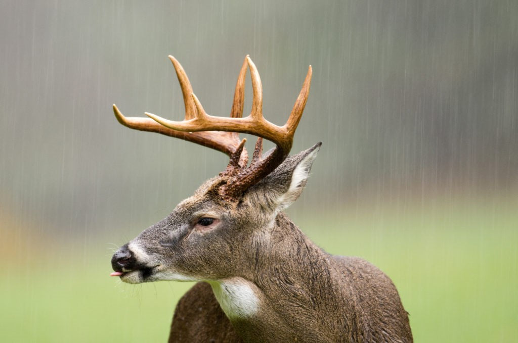Hunting in the Rain