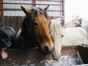 How To Keep Your Horse Warm During Winter