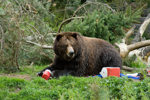 What Happens When A Bear Gets To Your Lunch First?