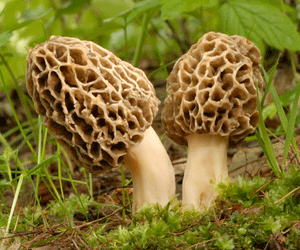 Where You Can Find Morel Mushrooms This Spring!