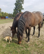 horses and dog on lavender farm