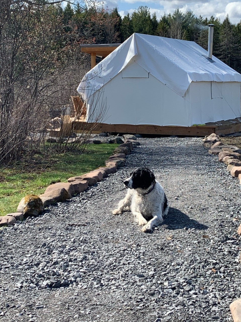 canvas tent with dog out front - canvas cabin tents