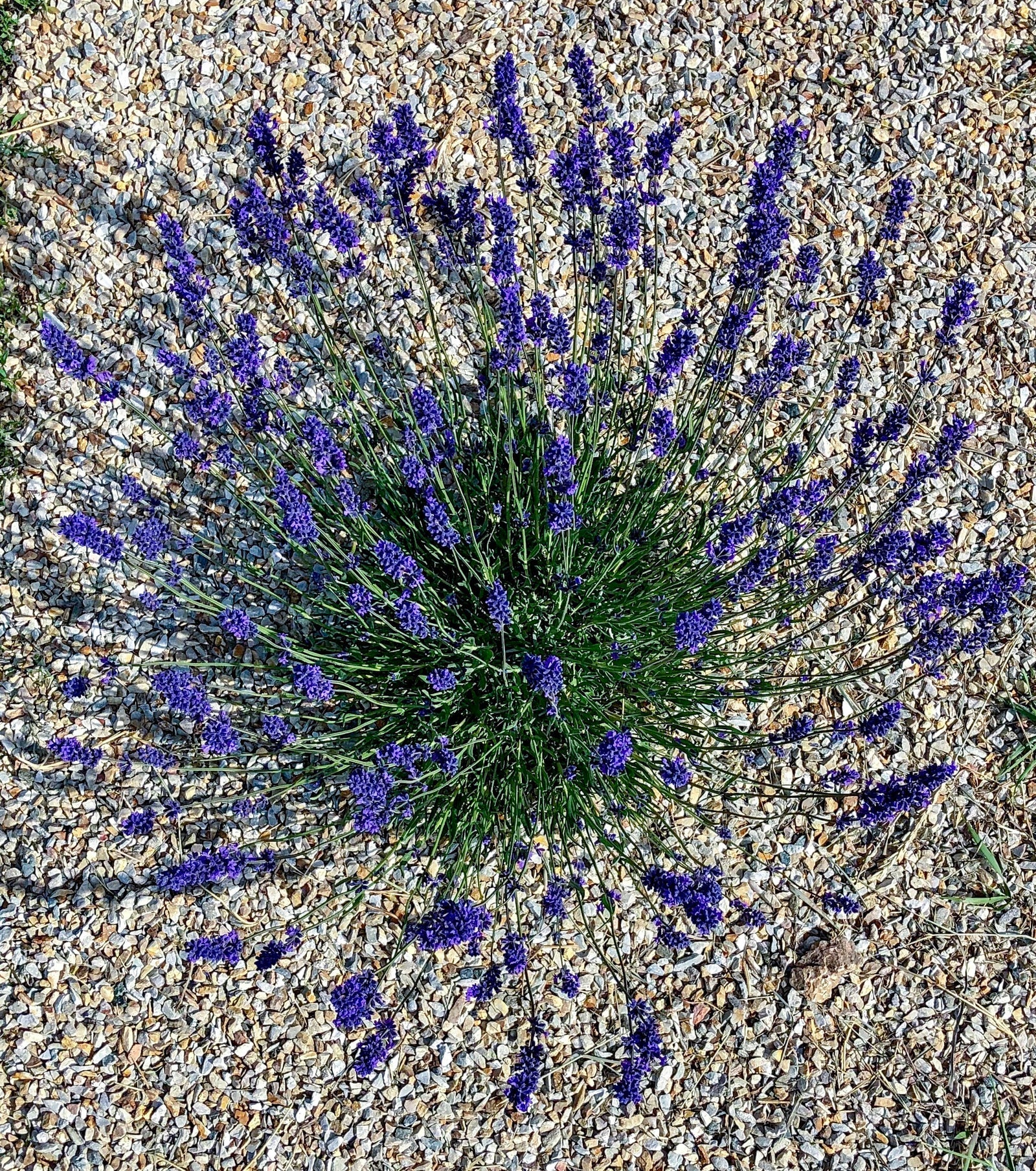 lavender plant surrounded by rocks