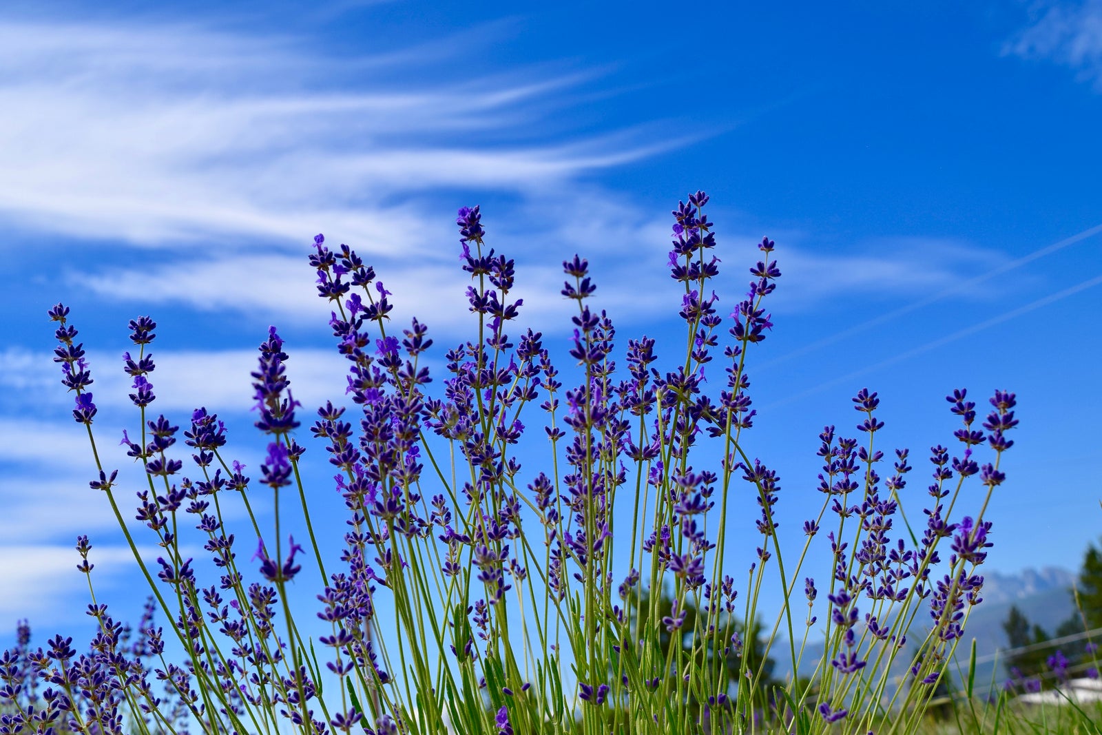 lavender plants with montana big sky in background