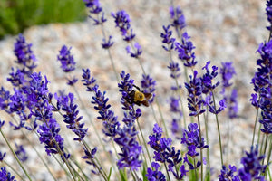 lavender plant with a bee