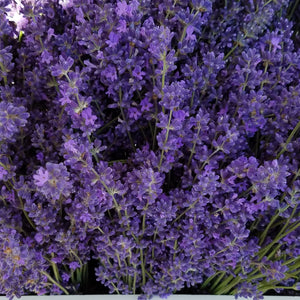 deep purple lavender